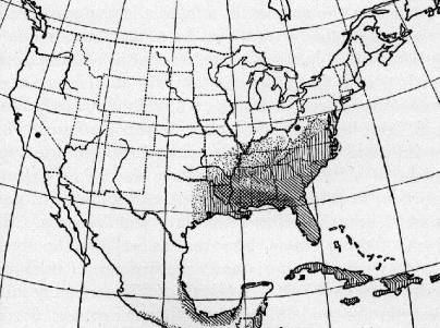 Hookworm Prevalence, 1900